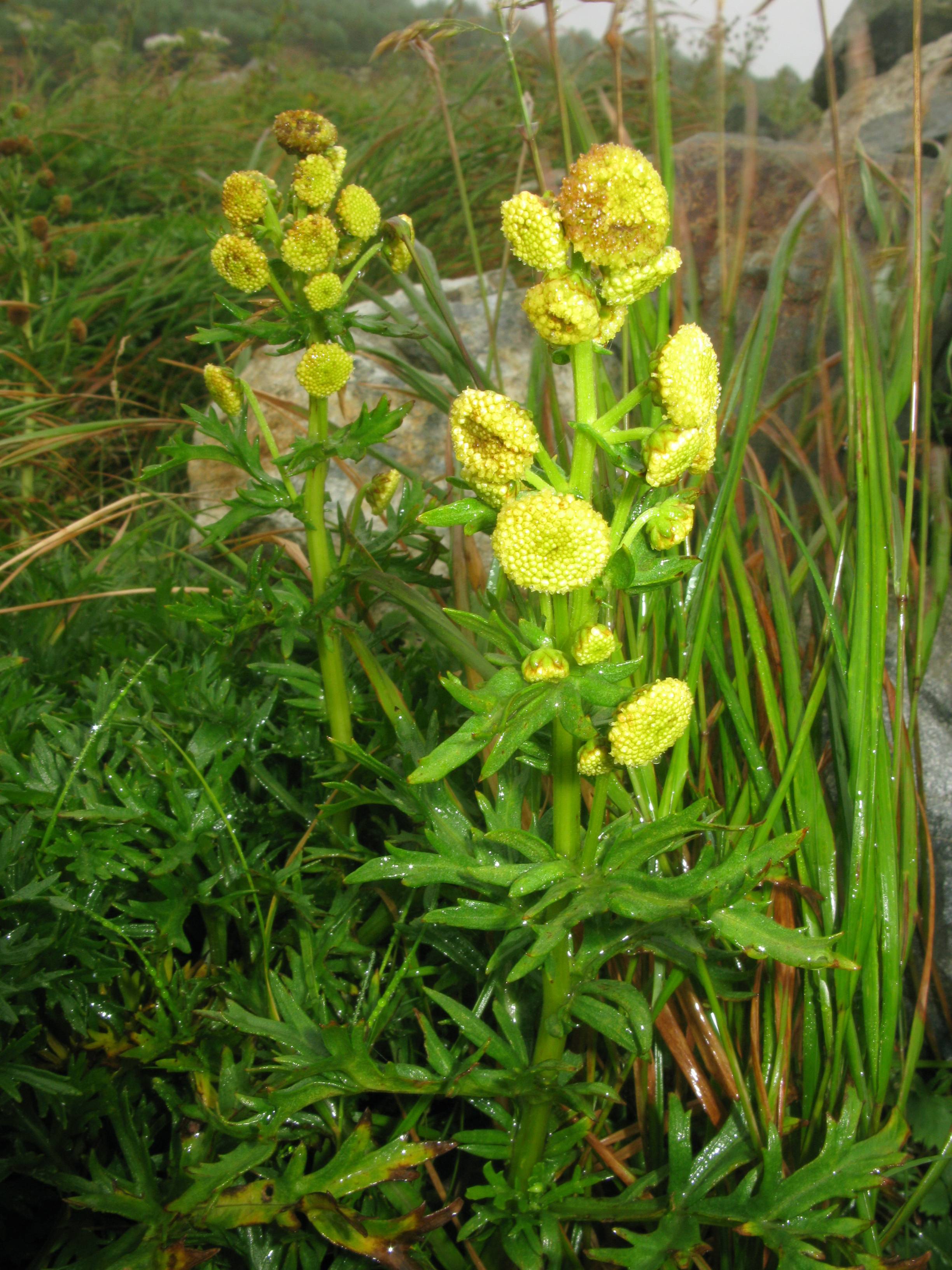 yellow flowers with lush-green leaves and stems