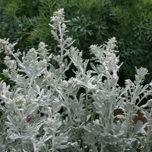 silver-green foliage and stems