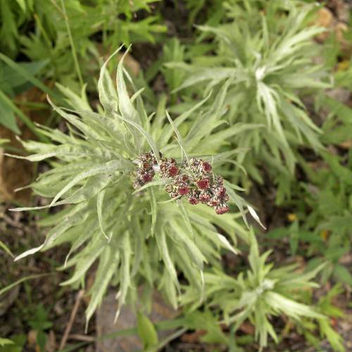 red-yellow flowers with light-green leaves and stems