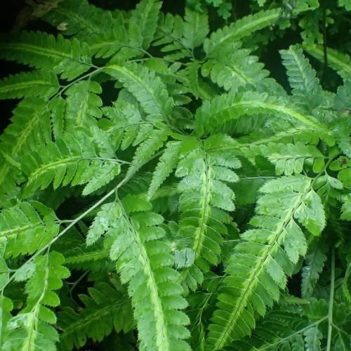 lush-green leaves and stems