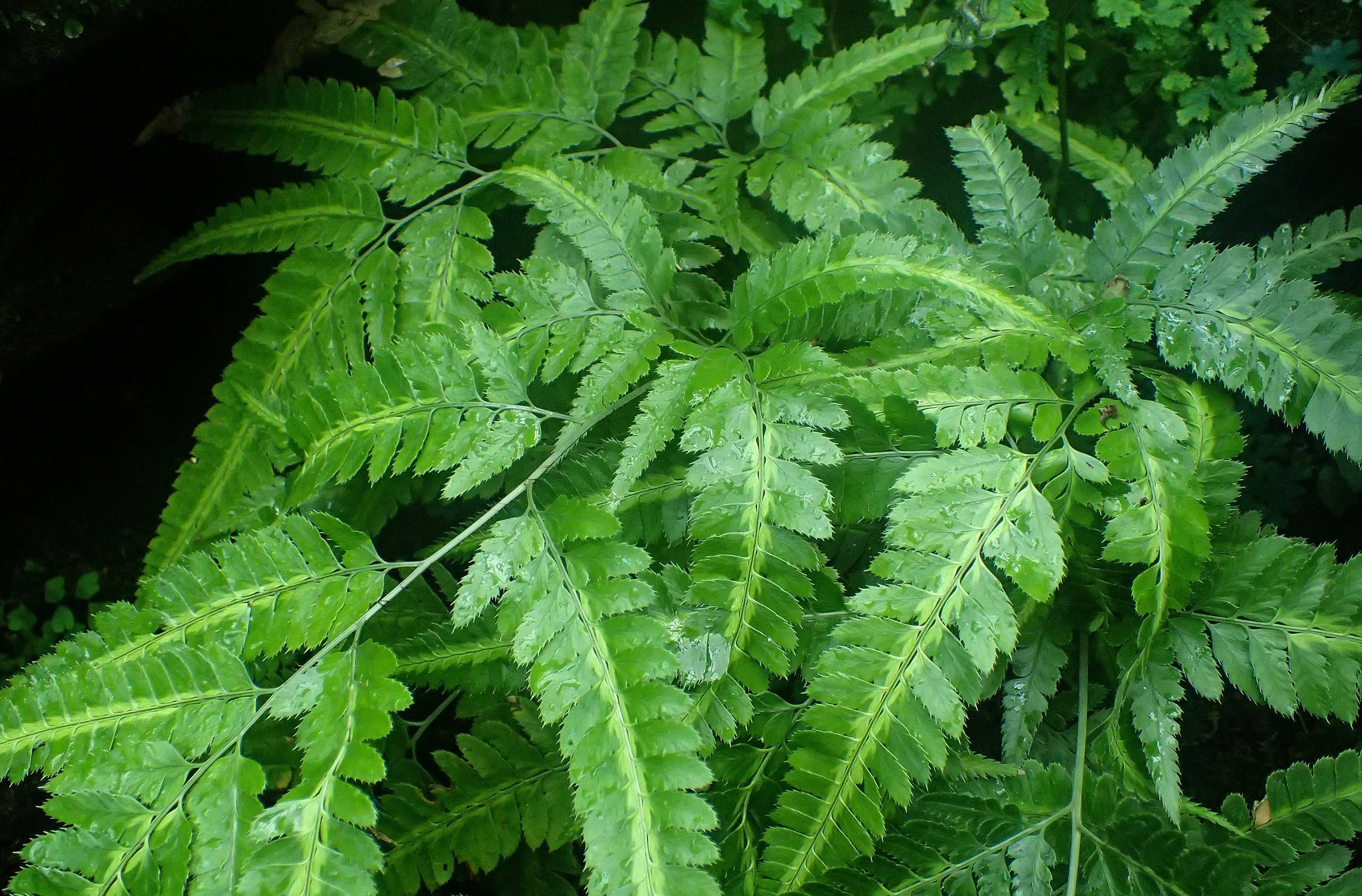 lush-green leaves and stems