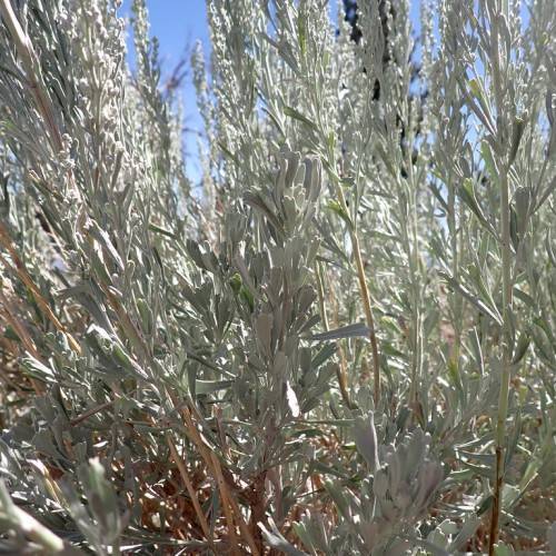 silver-green foliage and light-brown stems