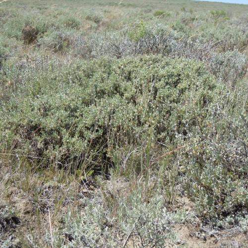 green foliage and stems