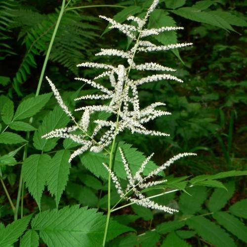 white flowers with green leaves and light-green stems