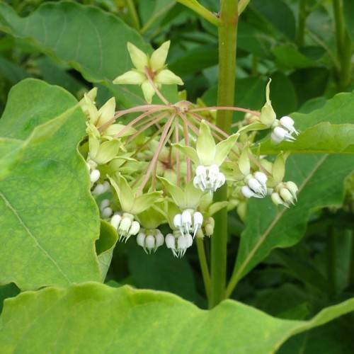 white flowers, yellow-green leaves pink petioles, light-green stems