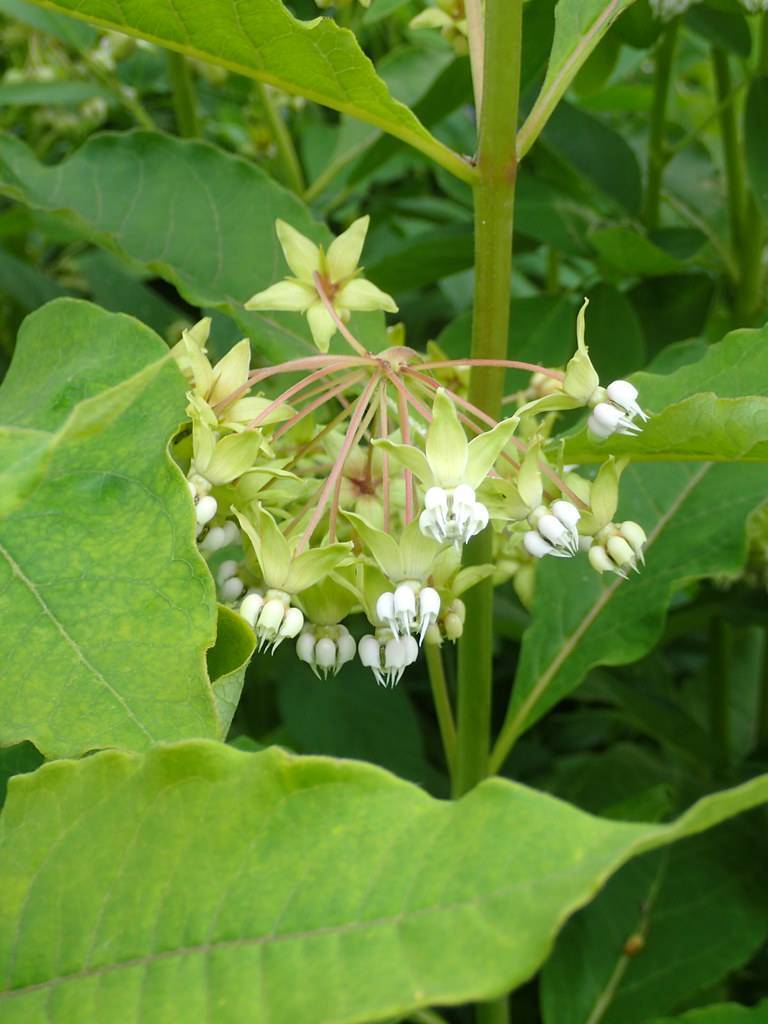 white flowers, yellow-green leaves pink petioles, light-green stems