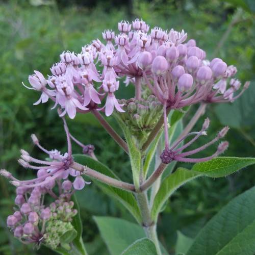 pink-purple flowers, green leaves and green-purple stems