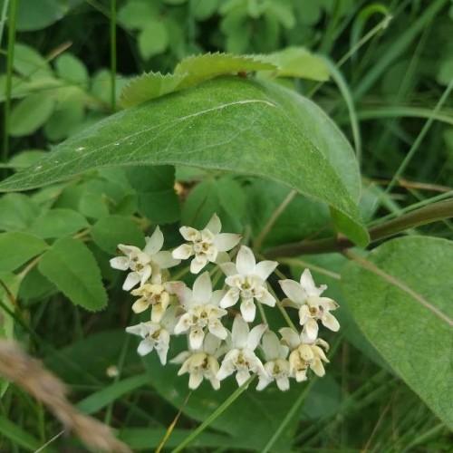 off-white flowers with green leaves and brown stems