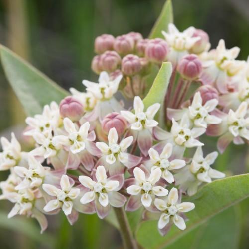 pink-white flowers with pink buds, light-green leaves and pink-brown stems