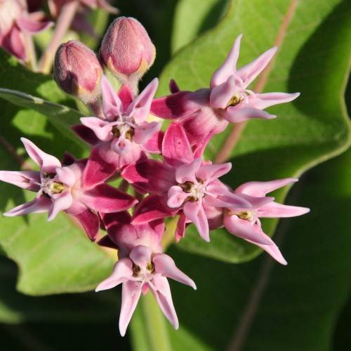 pink flowers with pink buds, lime leaves and red-brown stems