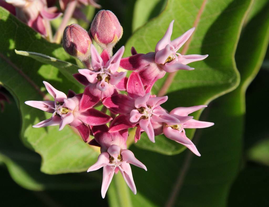 pink flowers with pink buds, lime leaves and red-brown stems

