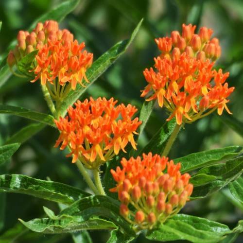 orange flowers and buds with green leaves and light-green stems