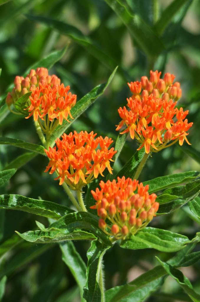 orange flowers and buds with green leaves and  light-green stems