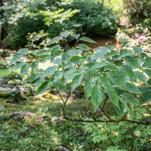 green leaves with light-brown petioles and dark-brown branches