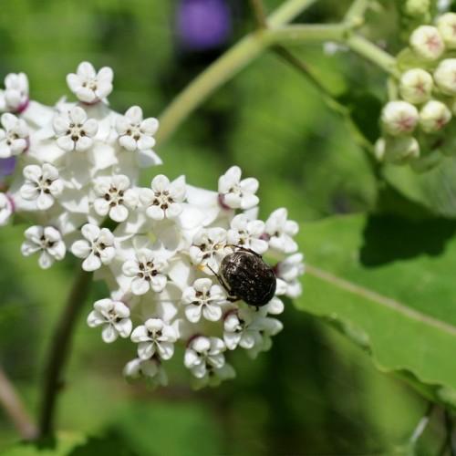 white flowers with brown center, yellow-pink buds, lime leaves and yellow-green stems