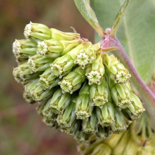 yellow-green flowers, green leaves and purple stem