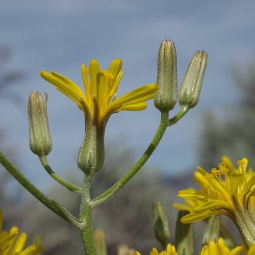 yellow flowers and olive buds with olive-green stems