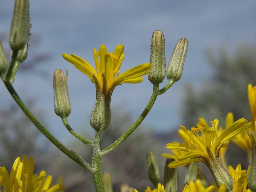 yellow flowers and olive buds with olive-green stems