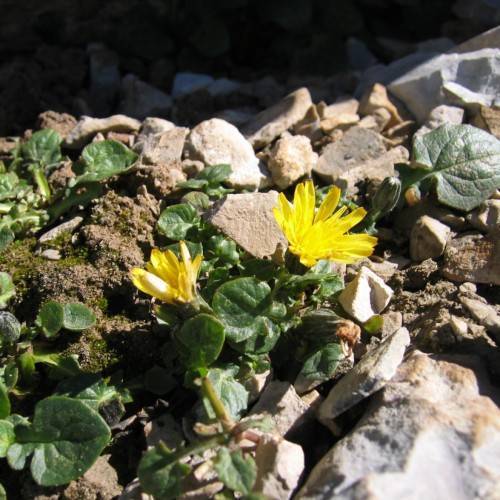 bright-yellow flowers with green leaves and lime-green stems
