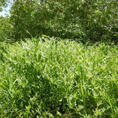 yellow-green leaves and stems
