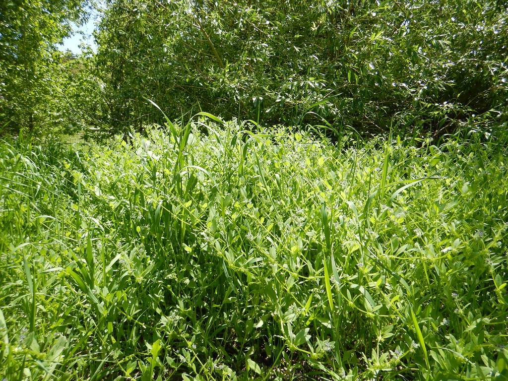 yellow-green leaves and stems