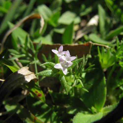 light-purple flowers with white stamens, green-brown leaves and stems