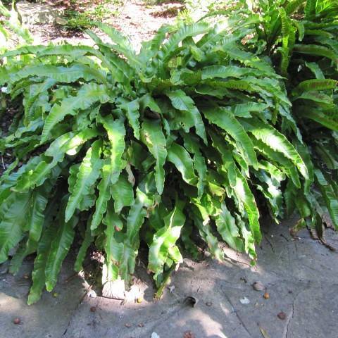 green leaves 