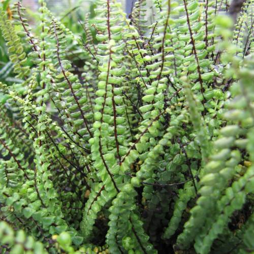 green leaves on dark-brown stems