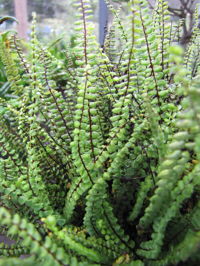 green leaves on dark-brown stems