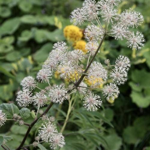 pale-green stem and gray-green stalks plant with white-pink flowers in green leaves.