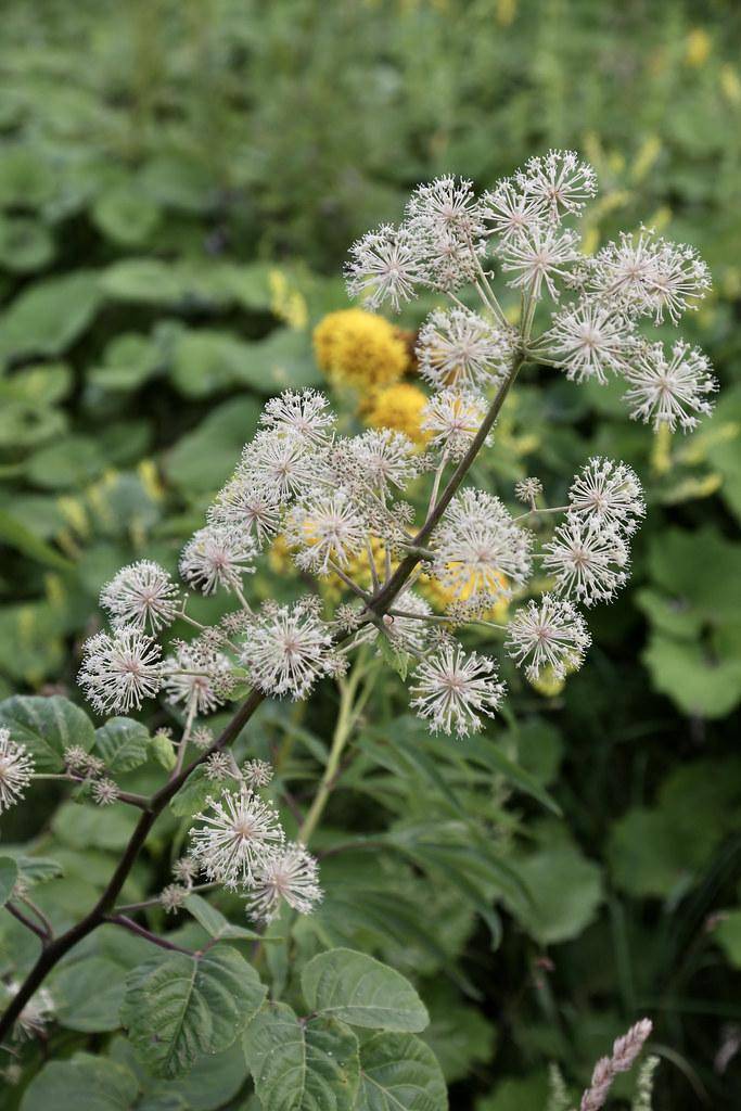 pale-green stem and gray-green stalks plant with white-pink flowers in green leaves.