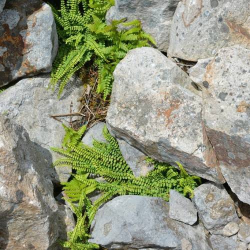 green leaves and brown stems