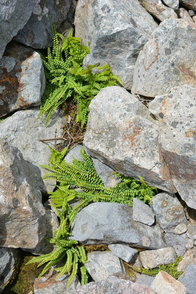 green leaves and brown stems