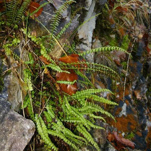 light-green leaves and green stems