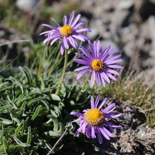 light-purple flowers with dark-yellow center, green leaves and light-green stems