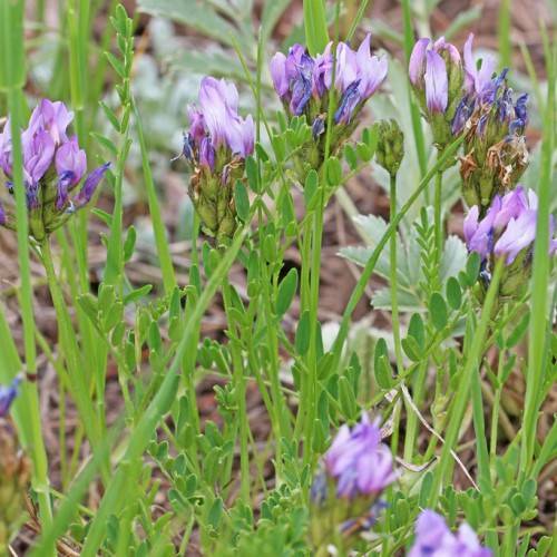 purple-blue flowers, green leaves and stems
