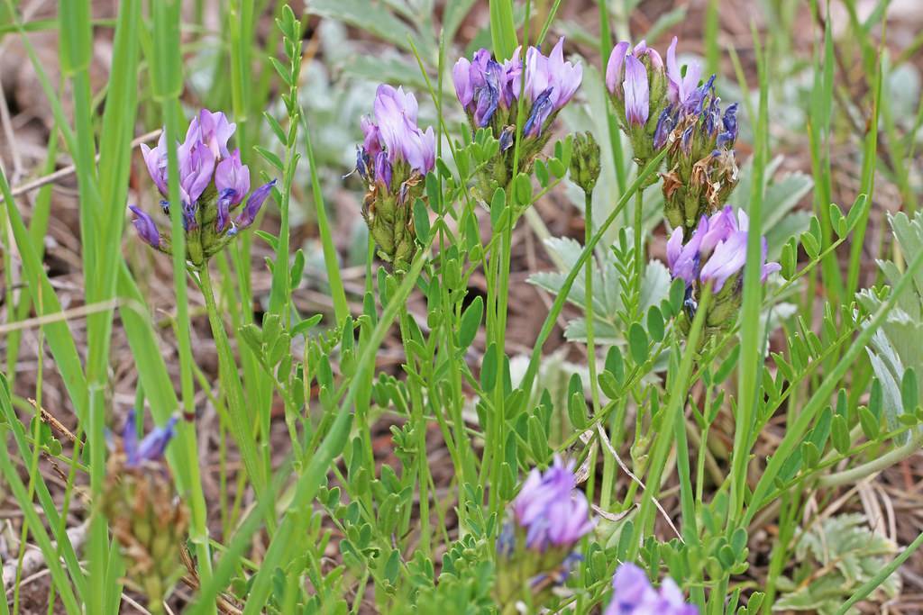 purple-blue flowers, green leaves and stems