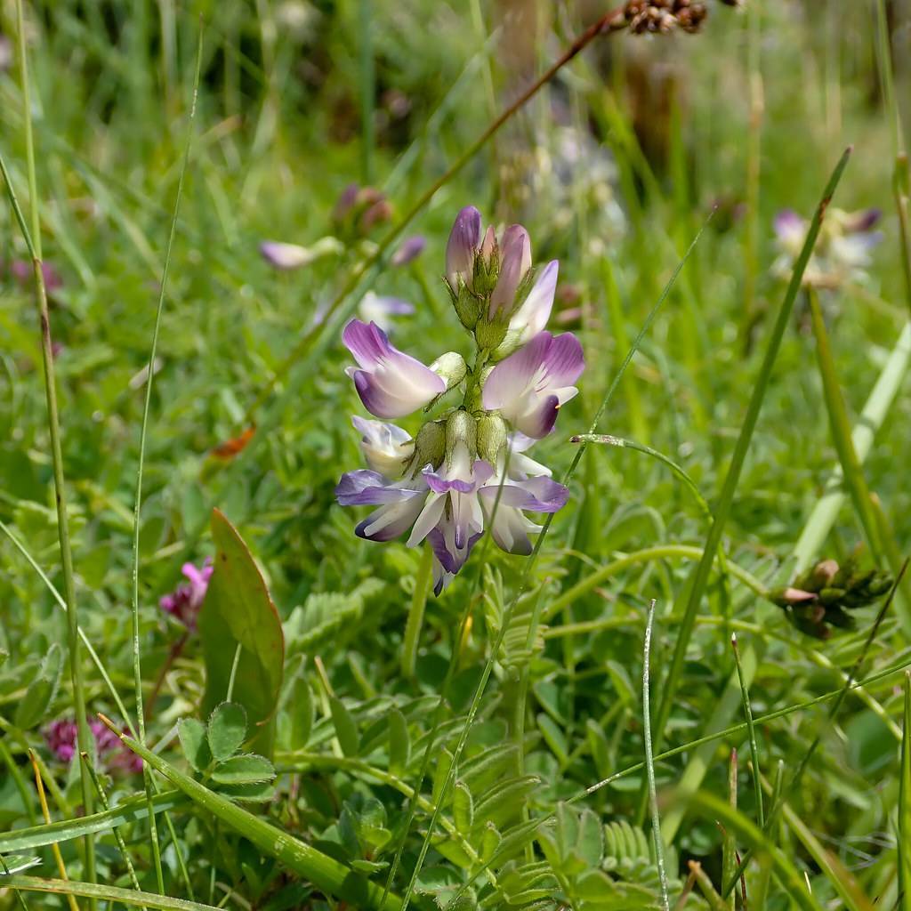 white-purple flowers, yellow-green leaves and stems