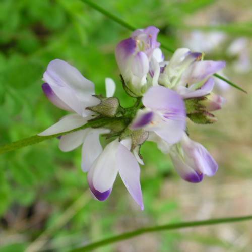 purple-white flowers with purple-green sepals, green leaves and light-green stems