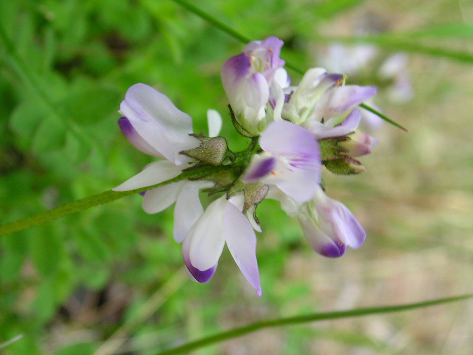 purple-white flowers with purple-green sepals, green leaves and light-green stems