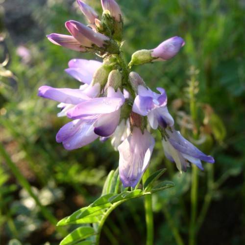 purple-white flowers and buds with purple-lime sepals, green leaves and stems