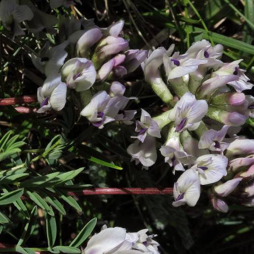 white-purple flowers, lime-green sepals, dark-green leaves and brown stems