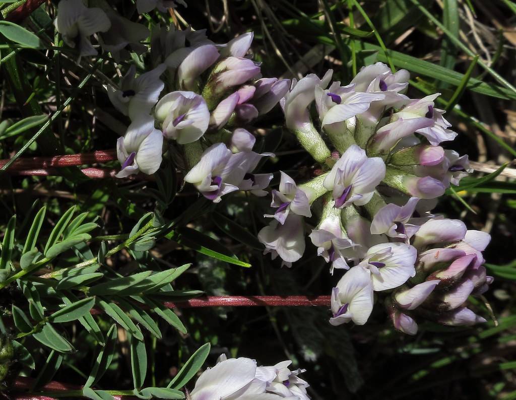white-purple flowers, lime-green sepals, dark-green leaves and brown stems
