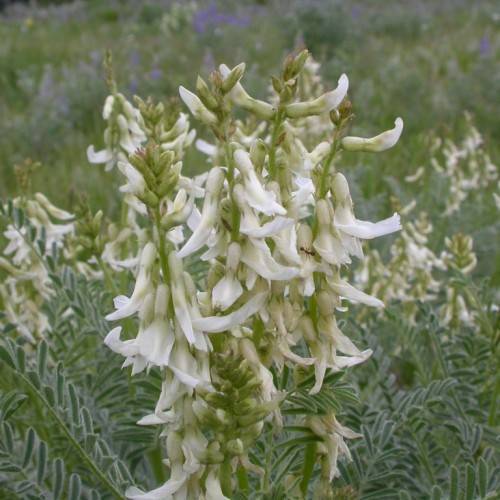 off-white flowers with olive buds, olive leaves and stems