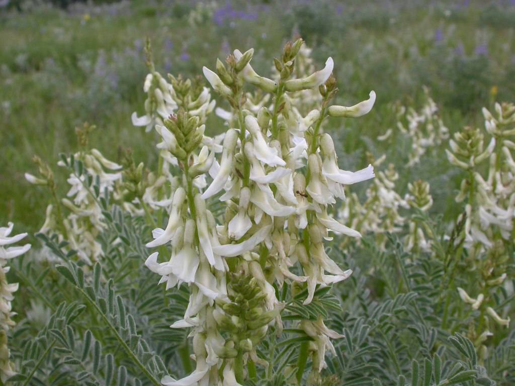 off-white flowers with olive buds, olive leaves and stems