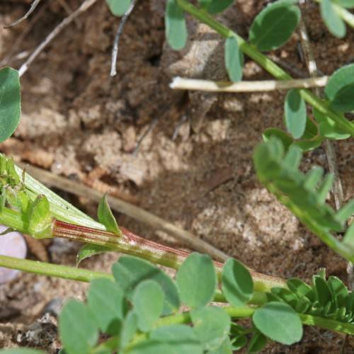 green leaves and lime-green stems