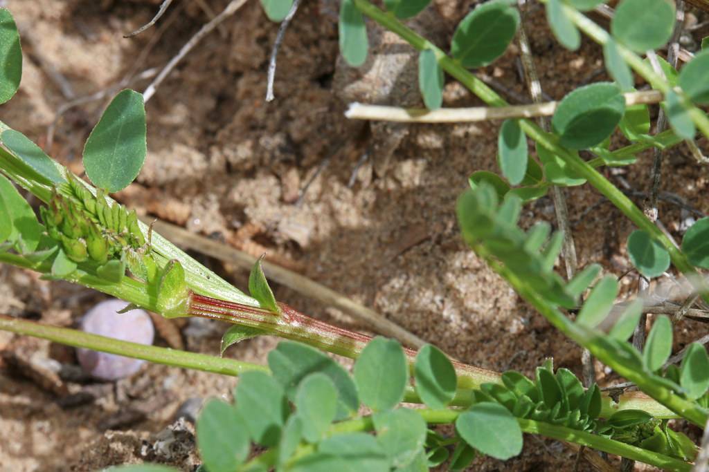 green leaves and lime-green stems