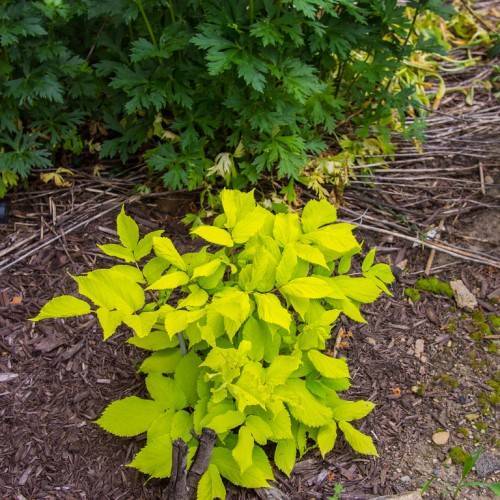 yellow-lime leaves with brown stems