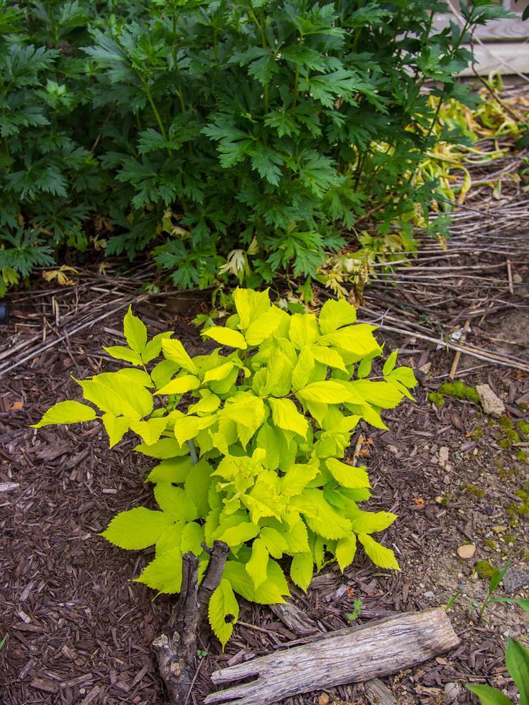 yellow-lime leaves with brown stems
