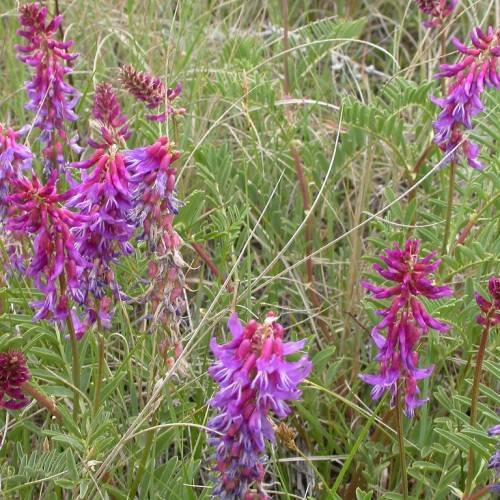 Purple-pink flowers and green leaves on red-green stems.